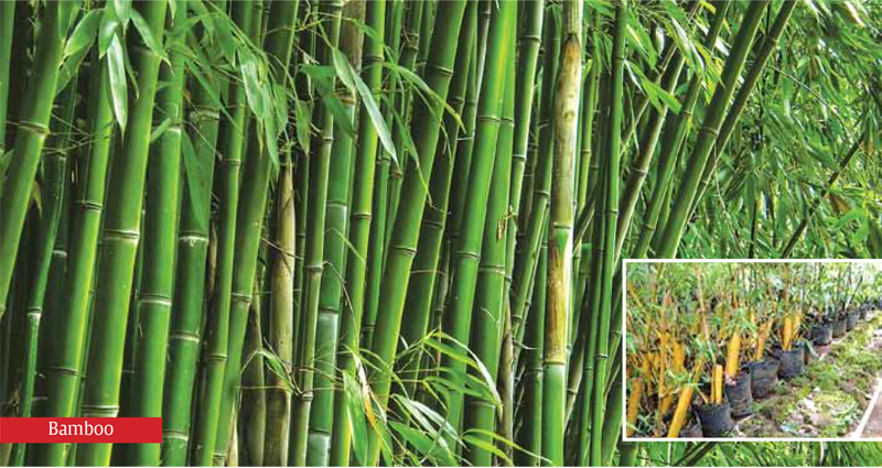 Bamboo Propagation Techniques