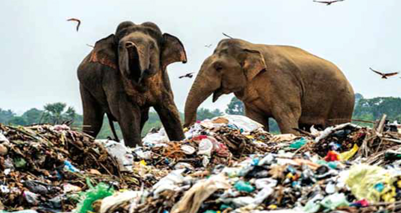 Harmful effects of Plastic on Animal and Human life