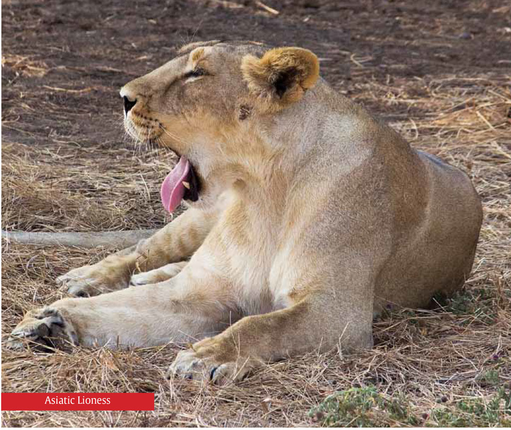 ‘‘Gir-The Land of Asiatic Lions”