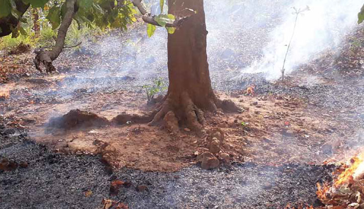 Ring and Strip Method of Fire Management’ in Balliguda Forest Division, Odisha