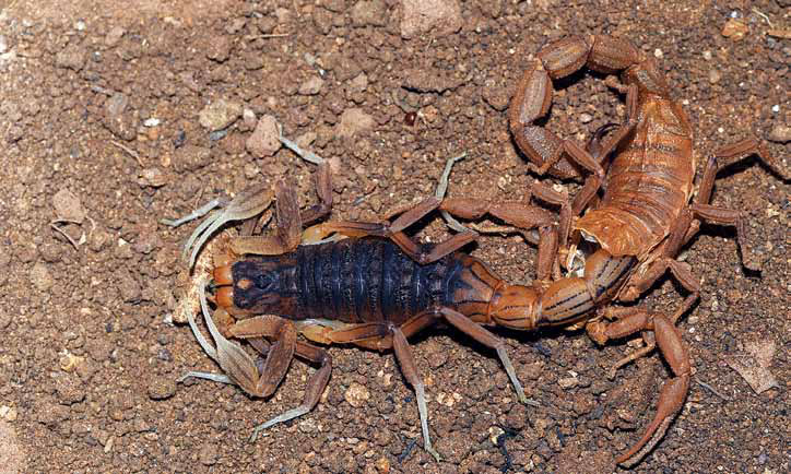 Scorpions: the enigmatic arachnids, with notes on scorpion diversity in MP