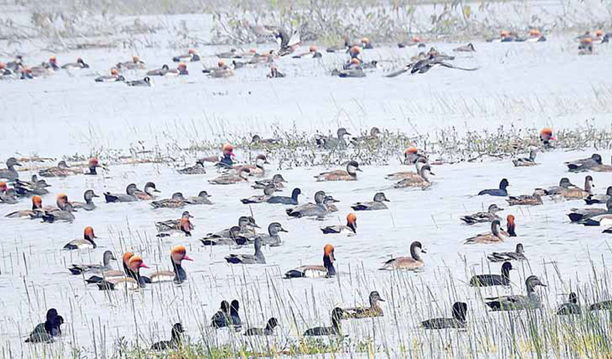 Avian diversity of Madhya Pradesh, Migration and threats | By – Dr. Sangeeta Rajgir & M.Khalique