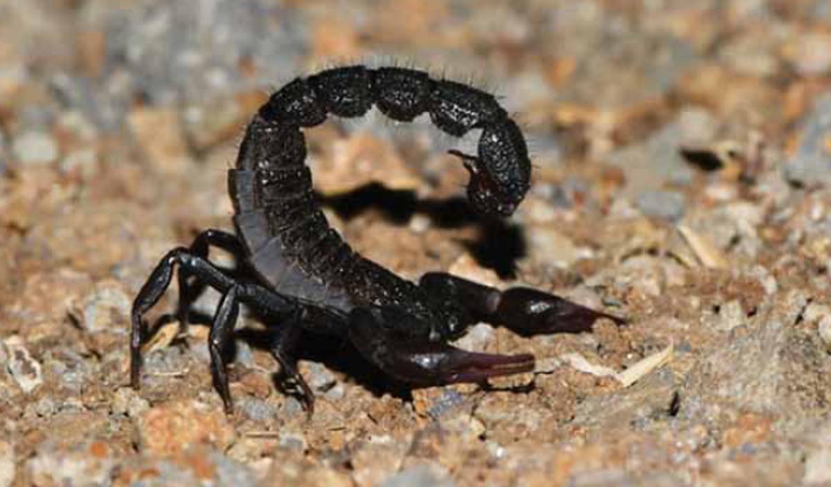 Microhabitat charateristics and distribution  of ground dwelling scorpions in central india