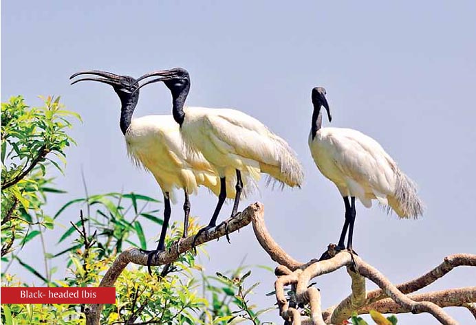 Renganathittu – The fascinating  Bird Sanctuary